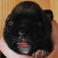 Tanyati H Litter