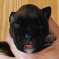 Tanyati H Litter