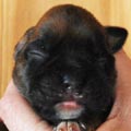 Tanyati H Litter