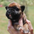 Tanyati H Litter