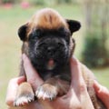 Tanyati H Litter