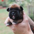 Tanyati H Litter