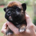 Tanyati H Litter