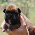 Tanyati H Litter