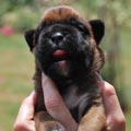 Tanyati H Litter