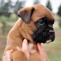 Tanyati H Litter