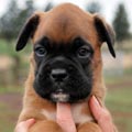 Tanyati H Litter