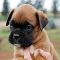 Tanyati H Litter