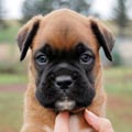 Tanyati H Litter