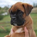 Tanyati H Litter
