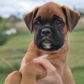 Tanyati H Litter