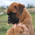 Tanyati H Litter