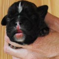 Tanyati H Litter