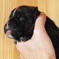 Tanyati H Litter