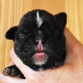 Tanyati H Litter