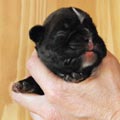 Tanyati H Litter