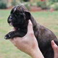 Tanyati H Litter