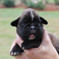 Tanyati H Litter