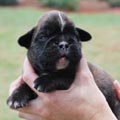 Tanyati H Litter