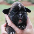Tanyati H Litter
