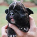 Tanyati H Litter