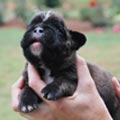 Tanyati H Litter