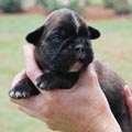 Tanyati H Litter