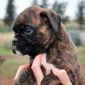 Tanyati H Litter