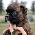 Tanyati H Litter