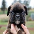Tanyati H Litter