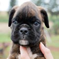 Tanyati H Litter