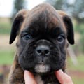 Tanyati H Litter