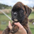 Tanyati H Litter