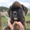 Tanyati H Litter