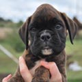 Tanyati H Litter