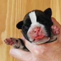 Tanyati H Litter