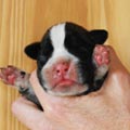 Tanyati H Litter
