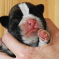 Tanyati H Litter