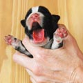Tanyati H Litter