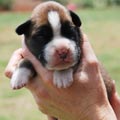Tanyati H Litter