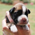 Tanyati H Litter