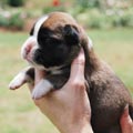 Tanyati H Litter