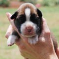 Tanyati H Litter