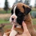 Tanyati H Litter