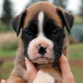 Tanyati H Litter
