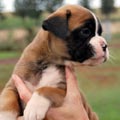 Tanyati H Litter