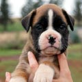 Tanyati H Litter