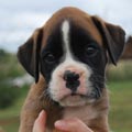 Tanyati H Litter