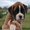Tanyati H Litter