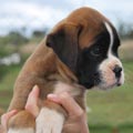 Tanyati H Litter